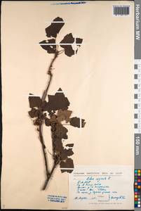 Ribes nigrum L., Siberia, Baikal & Transbaikal region (S4) (Russia)