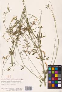 Melilotus officinalis (L.) Lam., Eastern Europe, Lower Volga region (E9) (Russia)