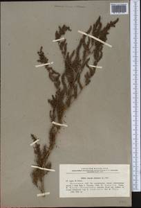 Suaeda altissima (L.) Pall., Middle Asia, Caspian Ustyurt & Northern Aralia (M8) (Kazakhstan)