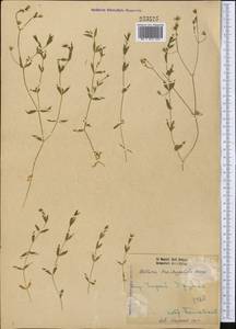 Stellaria brachypetala Bunge, Middle Asia, Dzungarian Alatau & Tarbagatai (M5) (Kazakhstan)