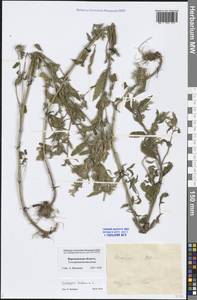 Galeopsis ladanum L., Eastern Europe, Central forest-and-steppe region (E6) (Russia)