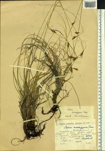 Carex petricosa var. petricosa, Siberia, Yakutia (S5) (Russia)