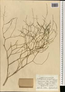 Calligonum mongolicum Turcz., Mongolia (MONG) (Mongolia)