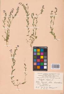 Polygala vulgaris L., Eastern Europe, West Ukrainian region (E13) (Ukraine)