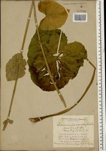 Doronicum macrophyllum Fisch., Caucasus, Azerbaijan (K6) (Azerbaijan)