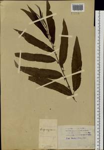 Salix viminalis L., Siberia, Altai & Sayany Mountains (S2) (Russia)