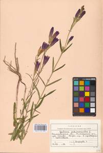 Gentiana pneumonanthe L., Eastern Europe, North-Western region (E2) (Russia)