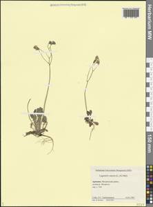 Crepis sancta subsp. sancta, Caucasus, Armenia (K5) (Armenia)