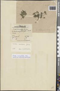 Draba micropetala Hook., Eastern Europe, Northern region (E1) (Russia)