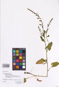Beta vulgaris L., Eastern Europe, Central forest-and-steppe region (E6) (Russia)