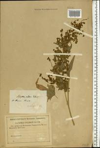 Atriplex sagittata Borkh., Eastern Europe, Central region (E4) (Russia)