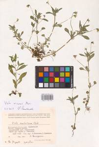 Viola arvensis Murray, Eastern Europe, Lower Volga region (E9) (Russia)