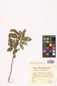 Salix pentandra L., Siberia, Russian Far East (S6) (Russia)