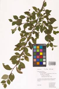 Cotoneaster acutifolius Turcz., Eastern Europe, Central region (E4) (Russia)