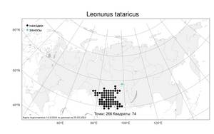 Leonurus tataricus L., Atlas of the Russian Flora (FLORUS) (Russia)