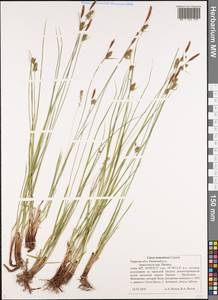 Carex tomentosa L., Eastern Europe, North-Western region (E2) (Russia)