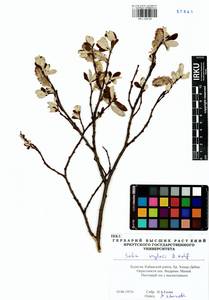 Salix krylovii E. Wolf, Siberia, Baikal & Transbaikal region (S4) (Russia)