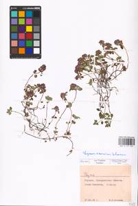 MHA 0 157 405, Thymus pulegioides L., Eastern Europe, West Ukrainian region (E13) (Ukraine)
