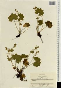 Alchemilla oligantha Juz., Eastern Europe, Eastern region (E10) (Russia)