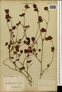 Trifolium pratense L., Caucasus, Black Sea Shore (from Novorossiysk to Adler) (K3) (Russia)
