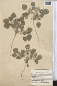 Chrozophora sabulosa Kar. & Kir., Middle Asia, Syr-Darian deserts & Kyzylkum (M7) (Uzbekistan)