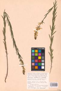 MHA 0 159 403, Linaria biebersteinii Besser, Eastern Europe, Lower Volga region (E9) (Russia)