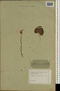 Cyclamen persicum Mill., South Asia, South Asia (Asia outside ex-Soviet states and Mongolia) (ASIA) (Not classified)