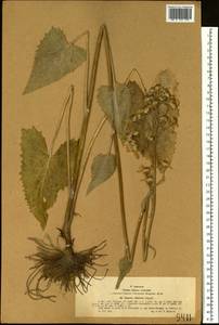 Vickifunkia thyrsoidea (Ledeb.) C. Ren, L. Wang, I. D. Illar. & Q. E. Yang, Siberia, Western (Kazakhstan) Altai Mountains (S2a) (Kazakhstan)