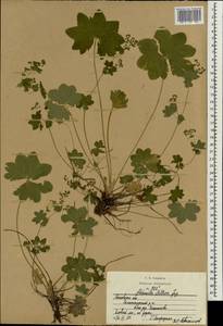 Alchemilla stellaris Juz., Eastern Europe, Moscow region (E4a) (Russia)