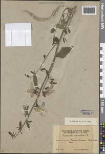 Campanula rapunculoides L., Caucasus, South Ossetia (K4b) (South Ossetia)