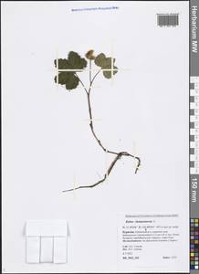 Rubus chamaemorus L., Siberia, Baikal & Transbaikal region (S4) (Russia)