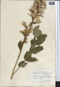 Dictamnus albus L., Middle Asia, Northern & Central Tian Shan (M4) (Kazakhstan)