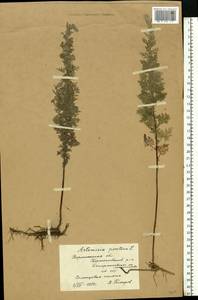 Artemisia pontica L., Eastern Europe, Central forest-and-steppe region (E6) (Russia)