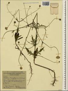 Cephalaria transsylvanica (L.) Schrad. ex Roem. & Schult., Crimea (KRYM) (Russia)