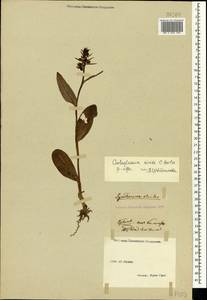 Dactylorhiza viridis (L.) R.M.Bateman, Pridgeon & M.W.Chase, Crimea (KRYM) (Russia)