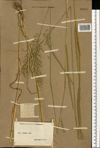 Bromus secalinus L., Eastern Europe, Moscow region (E4a) (Russia)