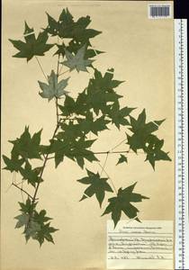 Acer pictum subsp. mono (Maxim.) H. Ohashi, Siberia, Russian Far East (S6) (Russia)