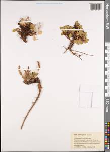 Salix phlebophylla Anderss., Siberia, Yakutia (S5) (Russia)