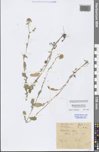 Barbarea vulgaris W. T. Aiton, Eastern Europe, Central forest-and-steppe region (E6) (Russia)