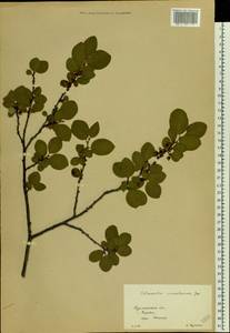 Cotoneaster integerrimus Medik., Eastern Europe, Northern region (E1) (Russia)