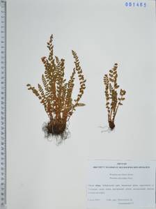 Woodsia subcordata Turcz., Siberia, Russian Far East (S6) (Russia)