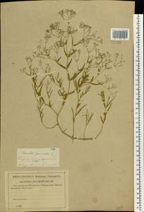 Gypsophila paniculata L., Eastern Europe, Middle Volga region (E8) (Russia)