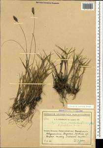 Agropyron cristatum (L.) Gaertn., Caucasus, Black Sea Shore (from Novorossiysk to Adler) (K3) (Russia)