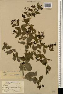 Rubia tinctorum L., Caucasus, Armenia (K5) (Armenia)