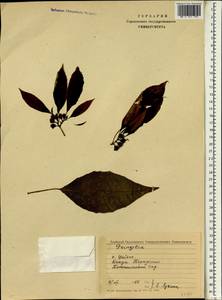 Euphorbia, South Asia, South Asia (Asia outside ex-Soviet states and Mongolia) (ASIA) (Sri Lanka)