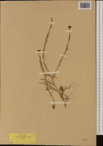 Erucaria hispanica (L.) Druce, Western Europe (EUR) (Greece)