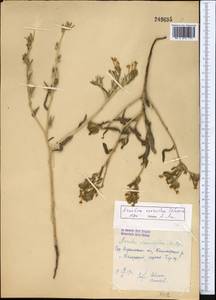 Arnebia coerulea Schipcz., Middle Asia, Syr-Darian deserts & Kyzylkum (M7) (Uzbekistan)