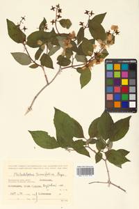 Philadelphus tenuifolius Rupr. & Maxim., Siberia, Russian Far East (S6) (Russia)