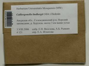 Calliergonella lindbergii (Mitt.) Hedenäs, Bryophytes, Bryophytes - Russian Far East (excl. Chukotka & Kamchatka) (B20) (Russia)