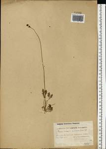 Oreomecon nudicaulis subsp. nudicaulis, Eastern Europe, Northern region (E1) (Russia)